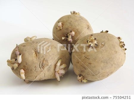 土豆芽 土豆芽 75504251
