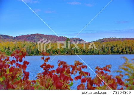 Autumn colors Lake St. Joseph, Canada 75504569