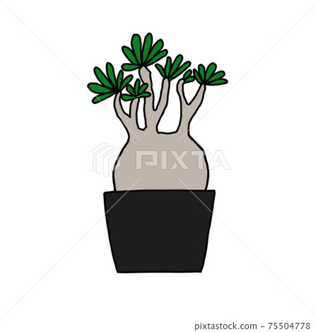 Pakipodium Gracilius foliage plant pot green calm color indoor plant 75504778