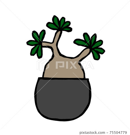Pakipodium Gracilius插圖簡單可愛手繪平靜 Pakipodium Gracilius插圖簡單可愛手繪平靜 75504779