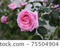 A light pink single rose 75504904