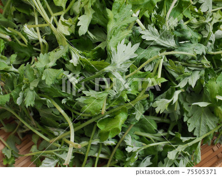 Green leafy vegetables, mugwort, food ingredients Green leafy vegetables, mugwort, food ingredients 75505371