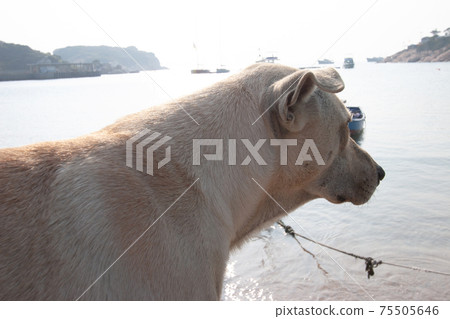 A lone stray dog found in the mountains around A lone stray dog found in the mountains around 75505646