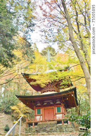 Mt. Hiei Autumn leaves and Nemoto Nyohoto Mt. Hiei Autumn leaves and Nemoto Nyohoto 75505895