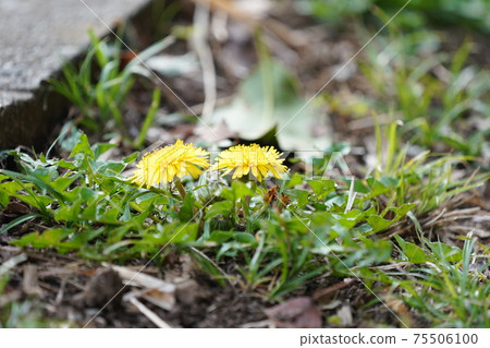 Two dandelion flowers lined up 75506100