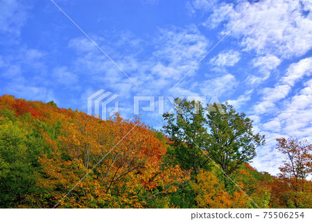Autumn colors Laurentian Hills, Canada Autumn leaves Autumn colors Laurentian Hills, Canada Autumn leaves 75506254