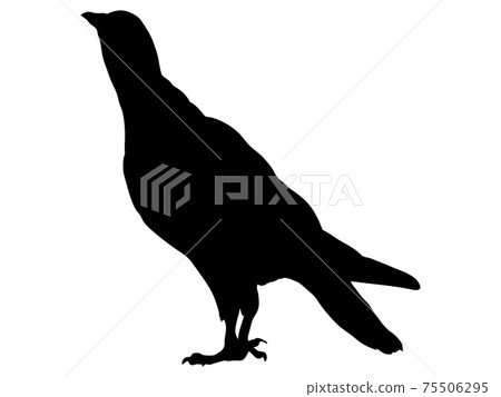 鴿子剪影 鴿子剪影 75506295