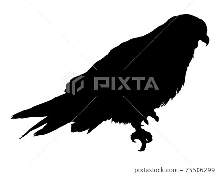 Hawk silhouette Hawk silhouette 75506299
