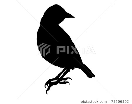 鳥剪影_2 鳥剪影_2 75506302