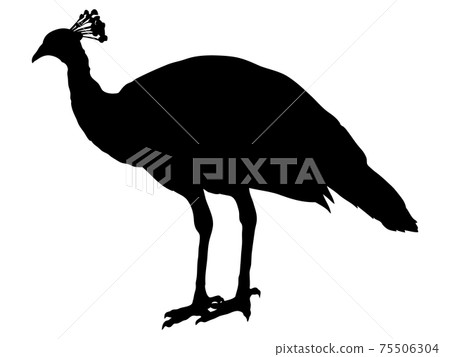 女孔雀剪影 75506304