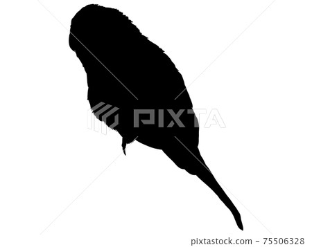 長尾小鸚鵡silhouette_2 長尾小鸚鵡silhouette_2 75506328