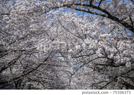 Tunnel of full blooming cherry blossom in spring Tunnel of full blooming cherry blossom in spring 75506373