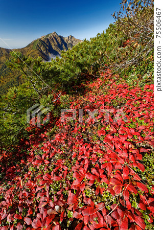 Autumnal leaves of Ulashima Azalea of the Alpine Alps and Ridge line of the Northern Alps and Kashima Atsugatake Autumnal leaves of Ulashima Azalea of the Alpine Alps and Ridge line of the Northern Alps and Kashima Atsugatake 75506467