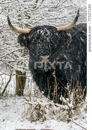 Near the forest stay a Galloway 75507280