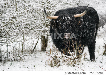 Near the forest stay a Galloway 75507281