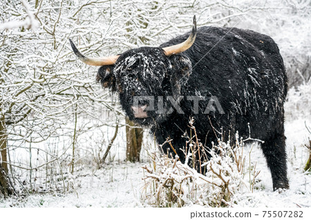 Near the forest stay a Galloway 75507282