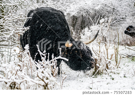 Near the forest stay a Galloway Near the forest stay a Galloway 75507283