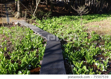 “多摩紀原水M町殖民地”濕地臭鼬白菜(宮城縣七Shi市) “多摩紀原水M町殖民地”濕地臭鼬白菜(宮城縣七Shi市) 75507539