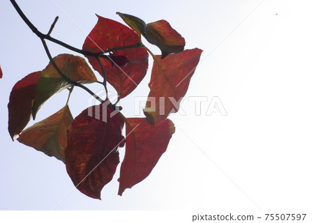 The autumn colors of the dogwood are rich and interesting. 75507597