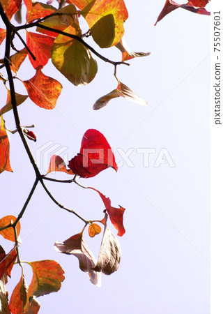 山茱wood的秋天色彩豐富有趣。 75507601