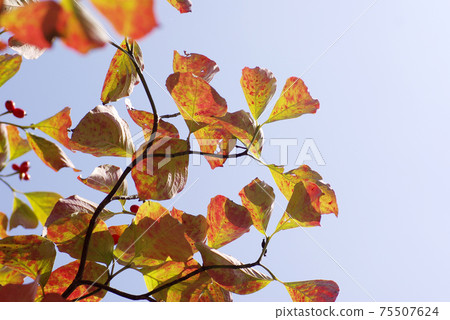 The autumn colors of the dogwood are rich and interesting. The autumn colors of the dogwood are rich and interesting. 75507624