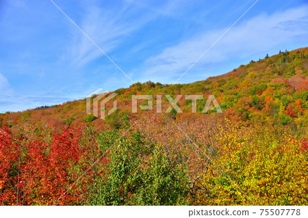 Autumn colors Laurentian Hills, Canada Autumn leaves 75507778