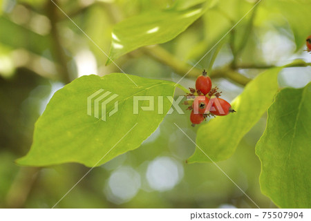 The bright red ripe fruit of the dogwood shined like a coral. 75507904