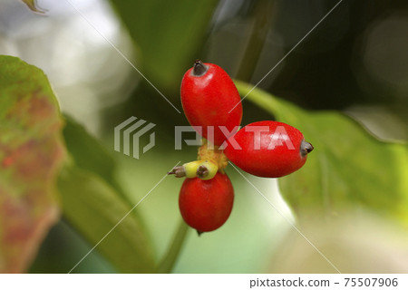The bright red ripe fruit of the dogwood shined like a coral. 75507906