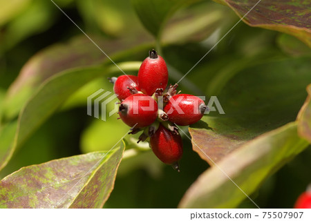 The bright red ripe fruit of the dogwood shined like a coral. 75507907