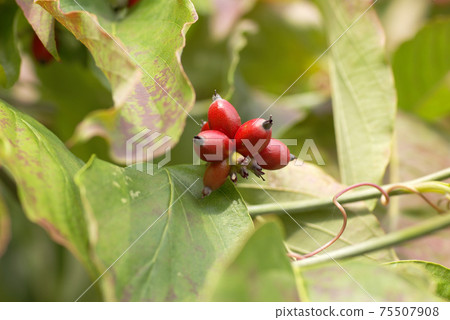 The bright red ripe fruit of the dogwood shined like a coral. 75507908