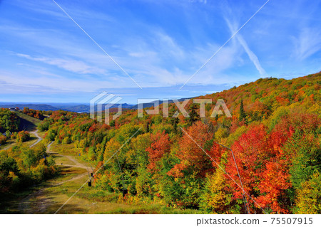 Autumn colors Laurentian Hills, Canada Autumn leaves Autumn colors Laurentian Hills, Canada Autumn leaves 75507915
