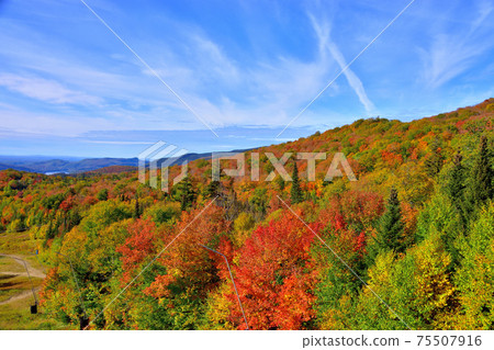 Autumn colors Laurentian Hills, Canada Autumn leaves Autumn colors Laurentian Hills, Canada Autumn leaves 75507916