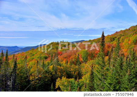 秋天的顏色加拿大勞倫森希爾斯秋葉 75507946