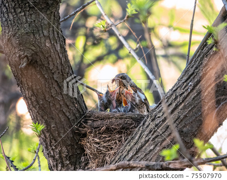 Thrush fieldfare feeding chicks with earthworms. Thrush, Turdus pilaris, with new born babies in the nest. Thrush fieldfare feeding chicks with earthworms. Thrush, Turdus pilaris, with new born babies in the nest. 75507970