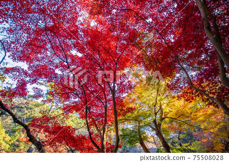 Autumn in Sankeien Garden, Yokohama, colorful autumn leaves 75508028