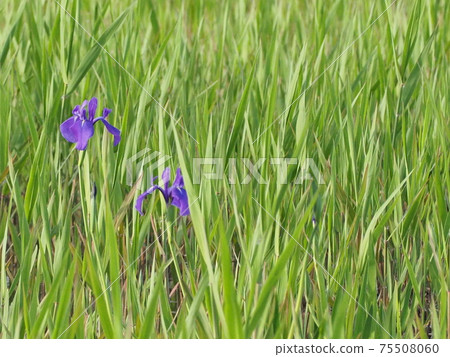 五月鳶尾花 Kotsumi Nishiike中的日本鳶尾花社區 照片素材 圖片 圖庫