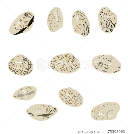 封閉的蛤插圖集/僅繪畫 75508063