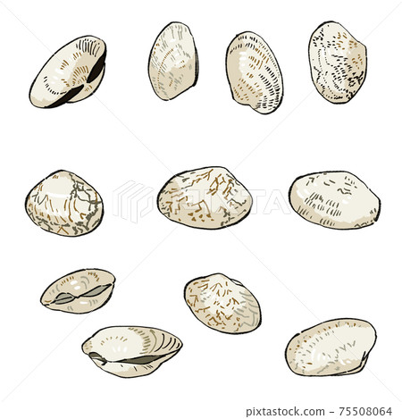 封閉的蛤illustration插圖設置陰影和主線 75508064