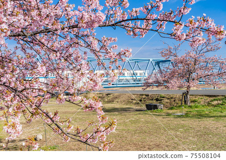 日本的春天江戶川妙丁超級堤防自由廣場川津櫻 75508104