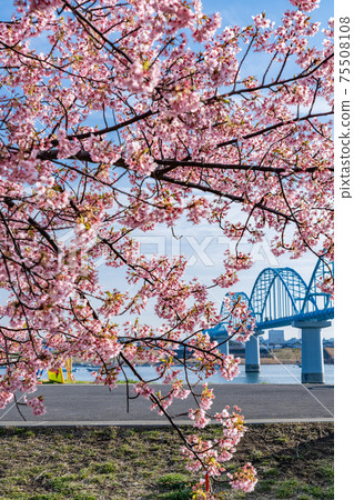 Spring in Japan Edogawa Myoden Super Embankment Freedom Square Kawazu Sakura Spring in Japan Edogawa Myoden Super Embankment Freedom Square Kawazu Sakura 75508108