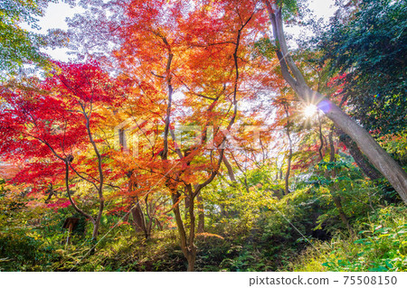 Autumn in Sankeien Garden, Yokohama, colorful autumn leaves Autumn in Sankeien Garden, Yokohama, colorful autumn leaves 75508150