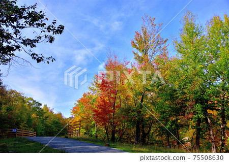 秋天的顏色加拿大勞倫森希爾斯秋葉 秋天的顏色加拿大勞倫森希爾斯秋葉 75508630