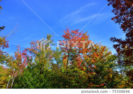 Autumn colors Laurentian Hills, Canada Autumn leaves 75508646