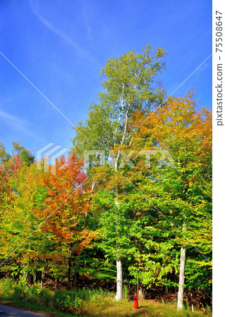 Autumn colors Laurentian Hills, Canada Autumn leaves 75508647