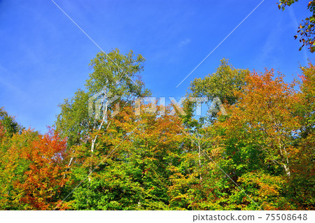 Autumn colors Laurentian Hills, Canada Autumn leaves 75508648