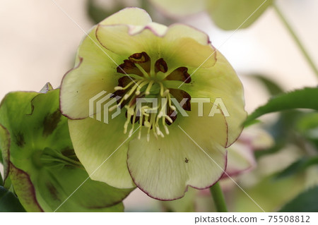 Christmas rose flowers blooming in winter flower beds Christmas rose flowers blooming in winter flower beds 75508812