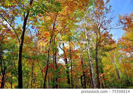 Autumn colors Laurentian Hills, Canada Autumn leaves Autumn colors Laurentian Hills, Canada Autumn leaves 75508814