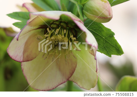 Christmas rose flowers blooming in winter flower beds 75508815