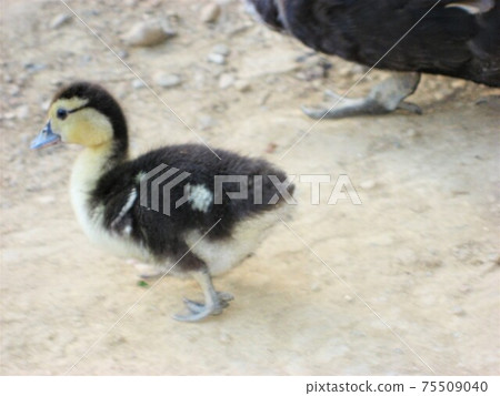 Wildlife on a trekking tour in Vang Vieng, Laos. Wildlife on a trekking tour in Vang Vieng, Laos. 75509040