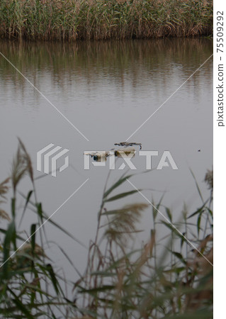 3 NOV 2007 the nature view Nam Sang Wai , Hong Kong. 75509292